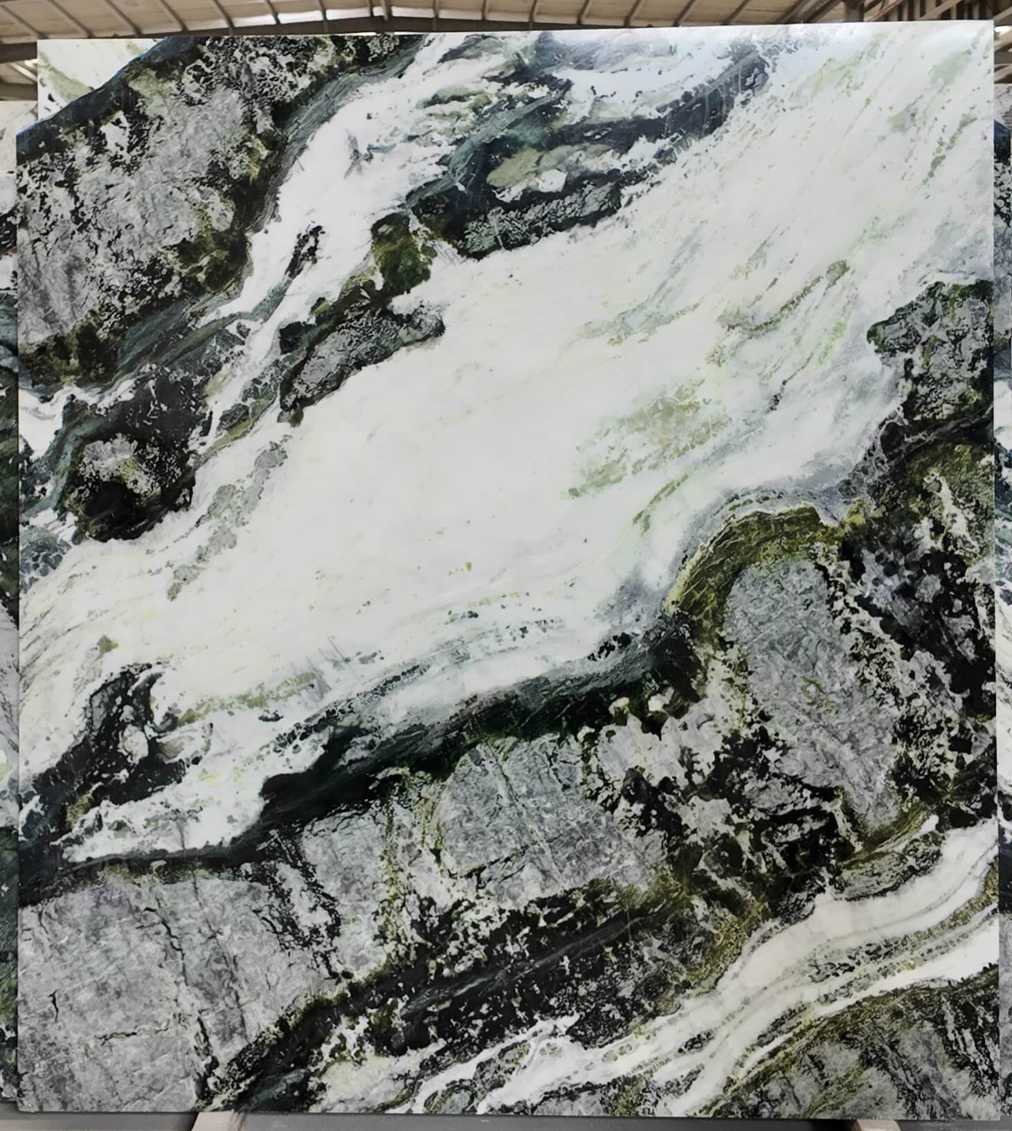 北国雪松1